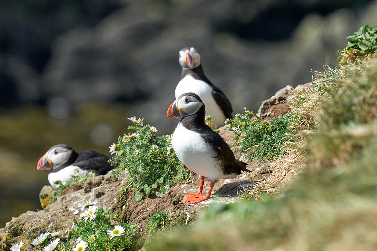Grímsey Island, Iceland