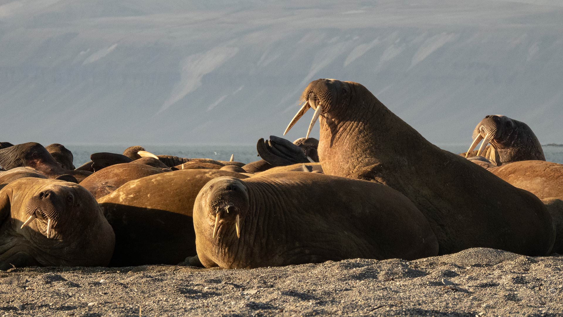 11-Night Longyearbyen to Reykjavík  9.10.26