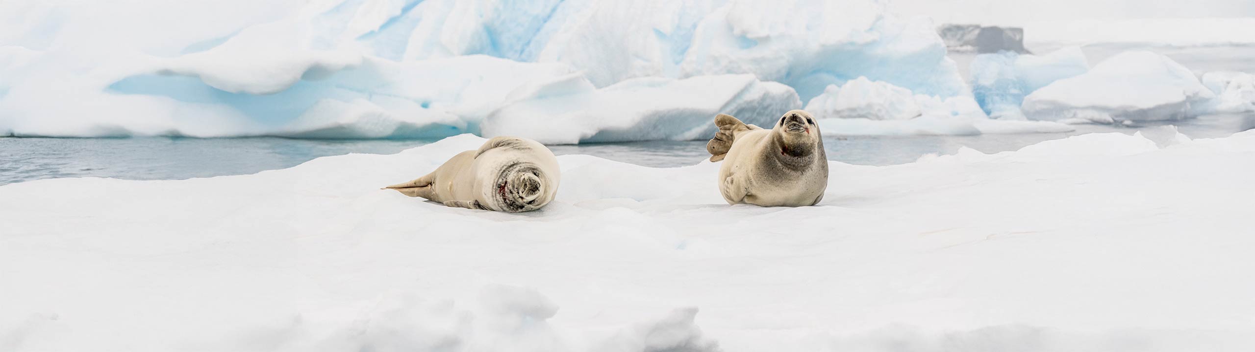 Atlas Ocean Voyages Announces New 2026/2027 Antarctic Expeditions