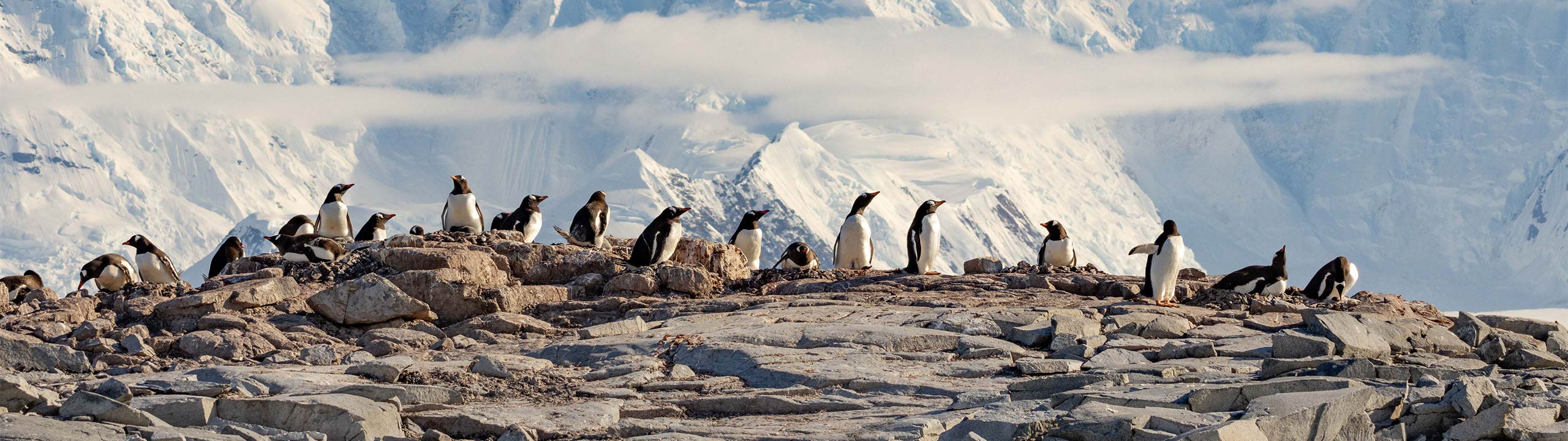 Atlas Ocean Voyages Highlights 2025 Holiday Expeditions In Antarctica
