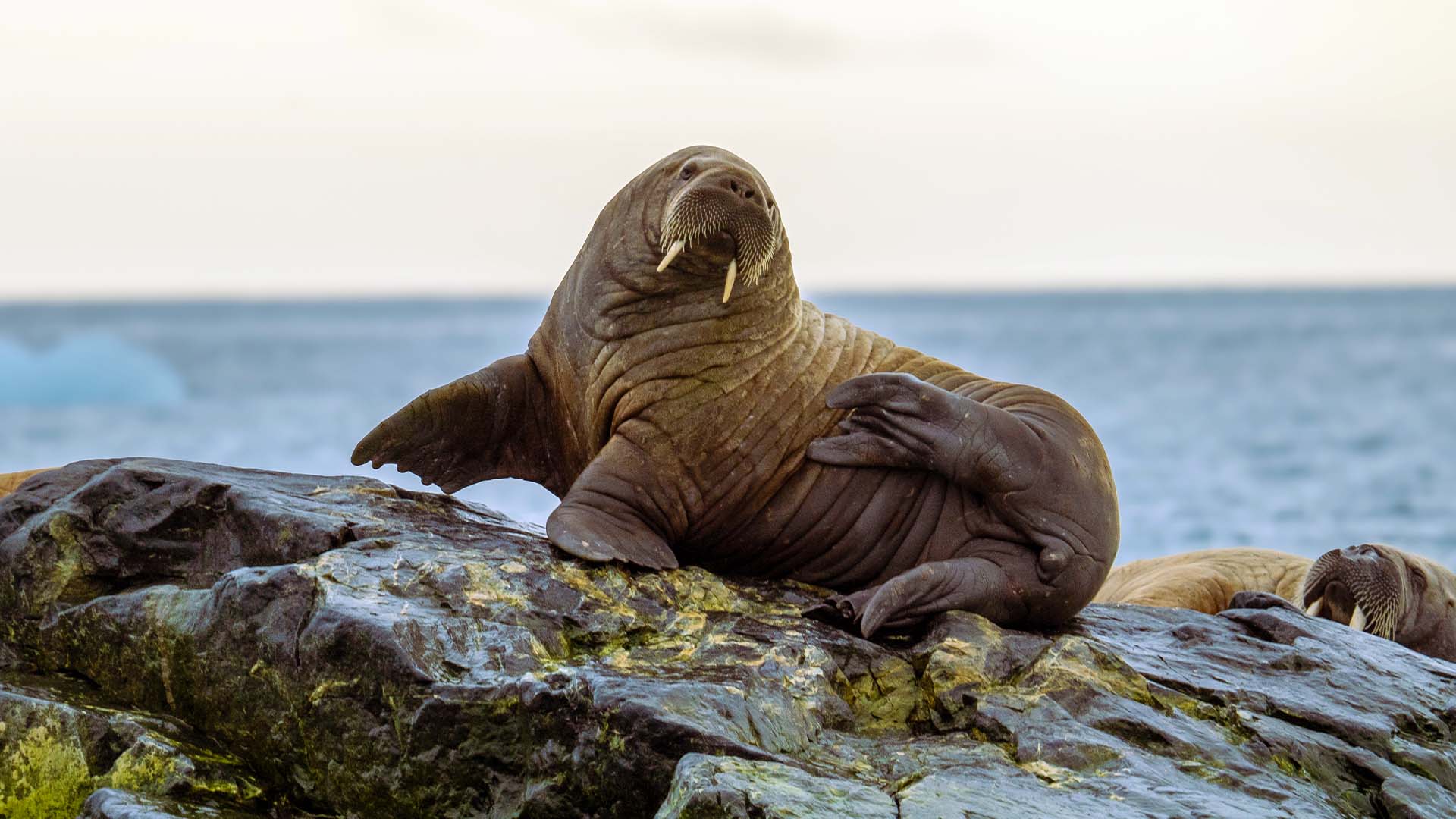 11-Night Reykjavík to Longyearbyen 6.12.27 11-Night Reykjavík to Longyearbyen 6.12.27