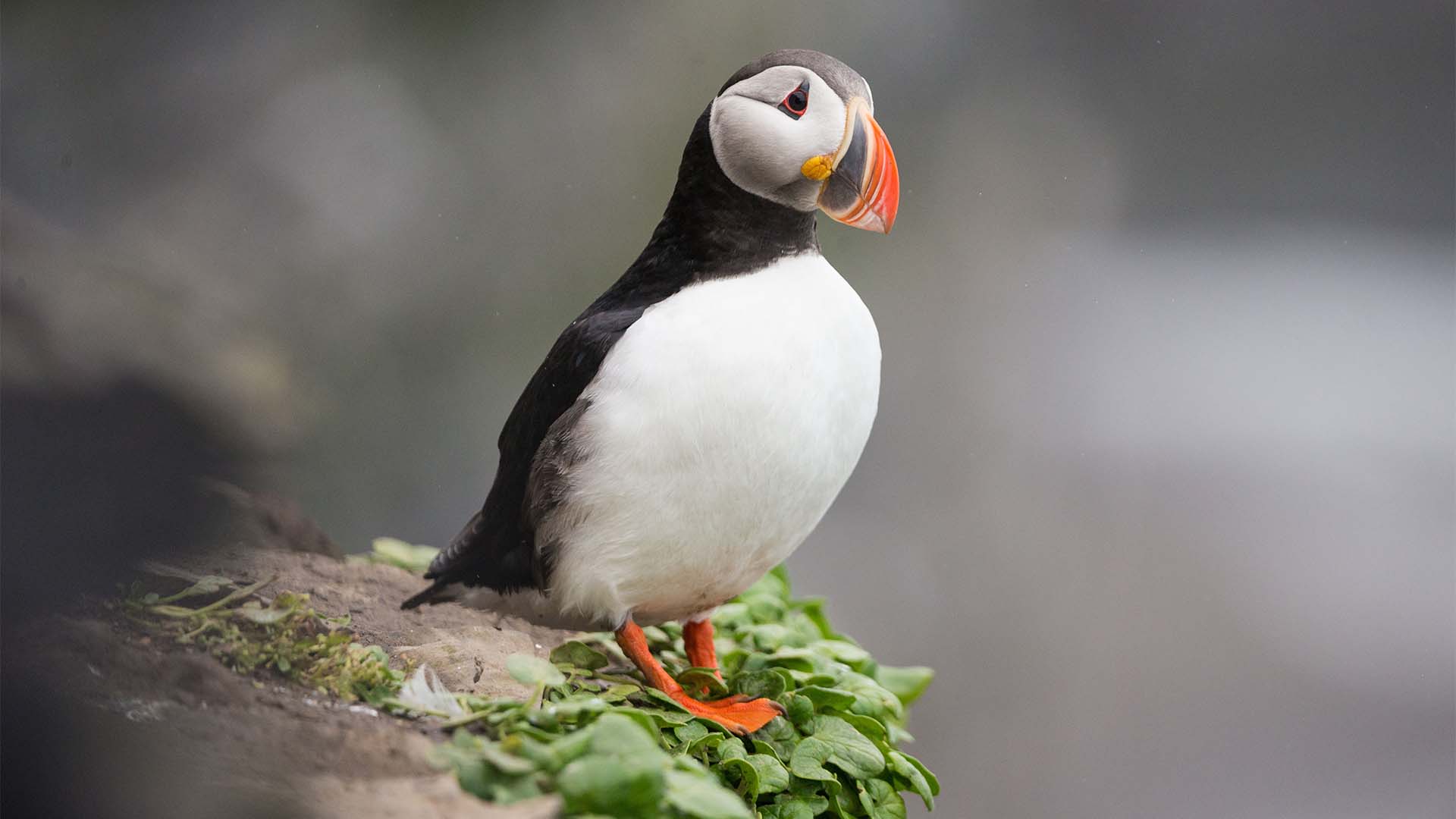 11-Night Longyearbyen to Tromso 6.23.27 11-Night Longyearbyen to Tromso 6.23.27