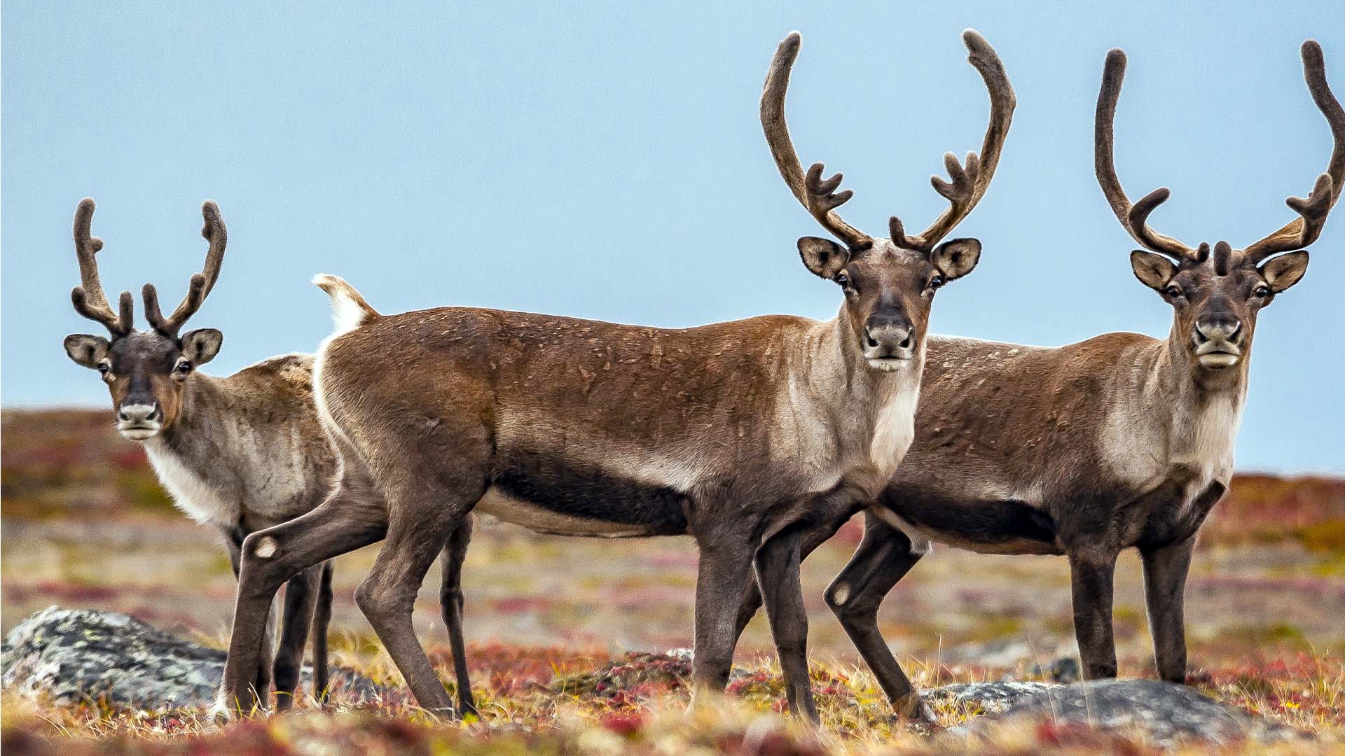 14-Night Churchill to Nuuk 8.15.27 14-Night Churchill to Nuuk 8.15.27