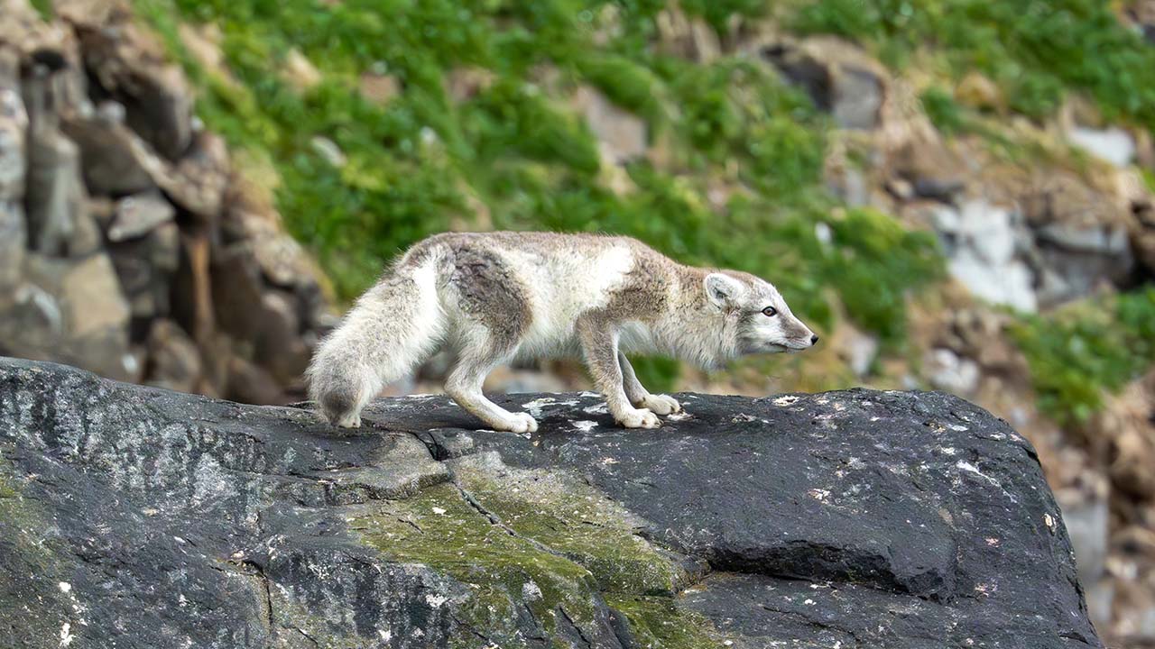 阿皮拉托克（Aappilattoq），格陵兰 – 船长之选地点图片