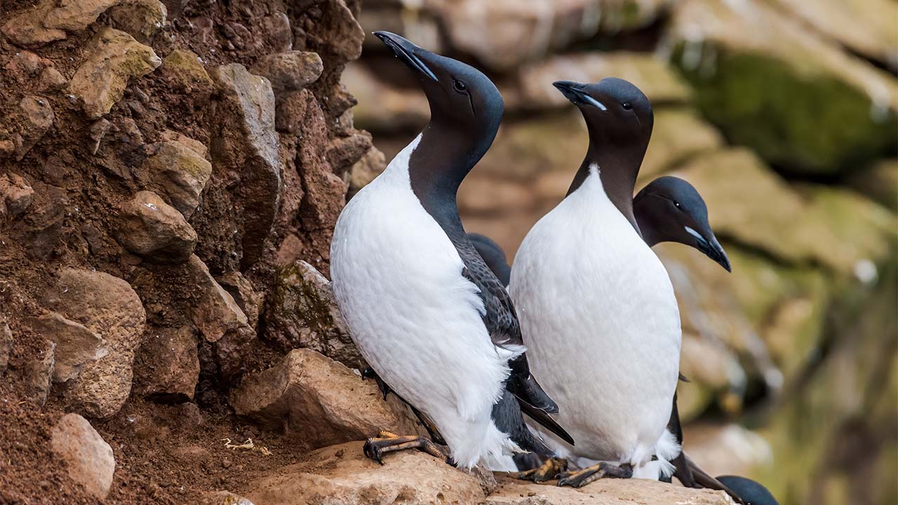 Coats Island (Hudson Bay) image