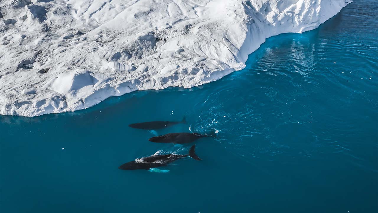 格陵兰海观光航行地点图片
