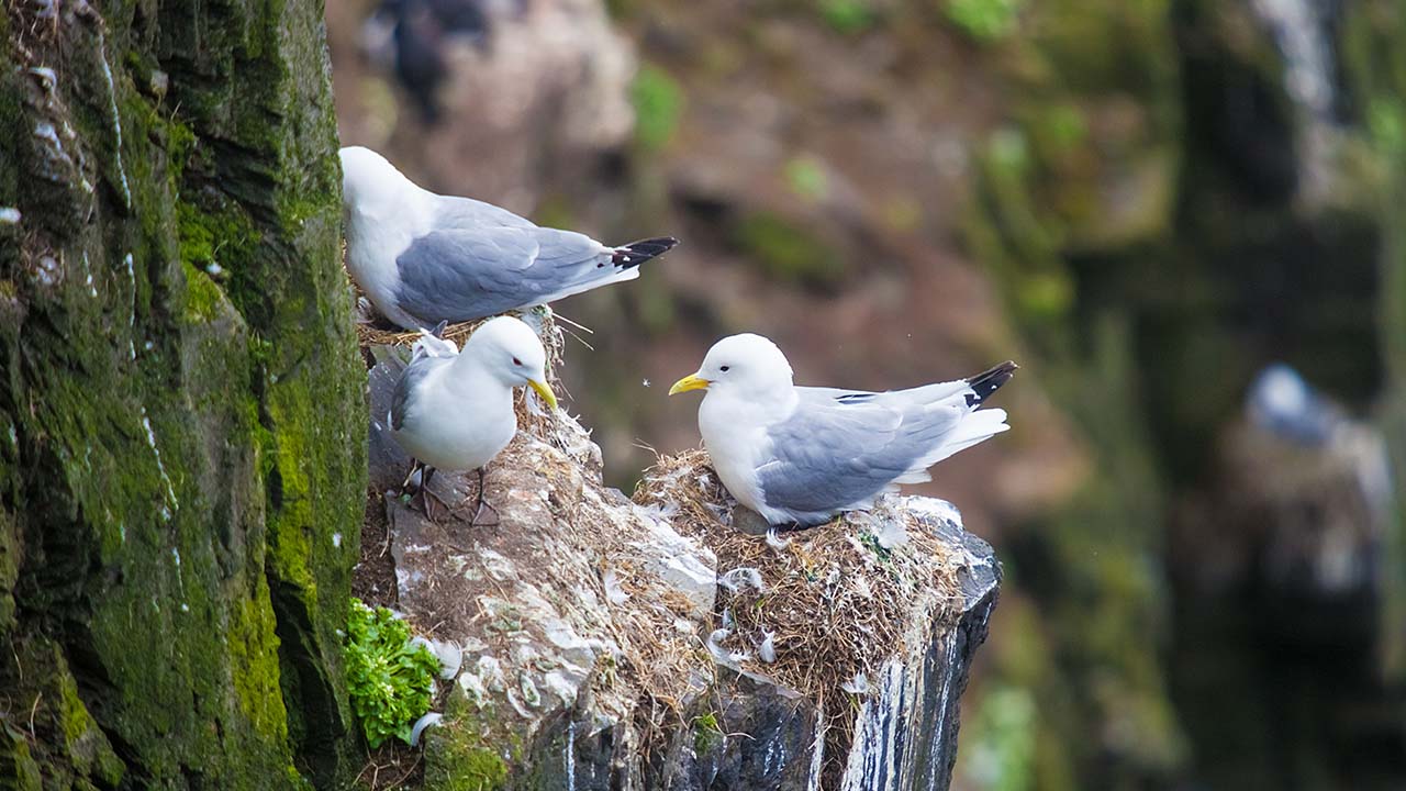 Malmey Island, Iceland image