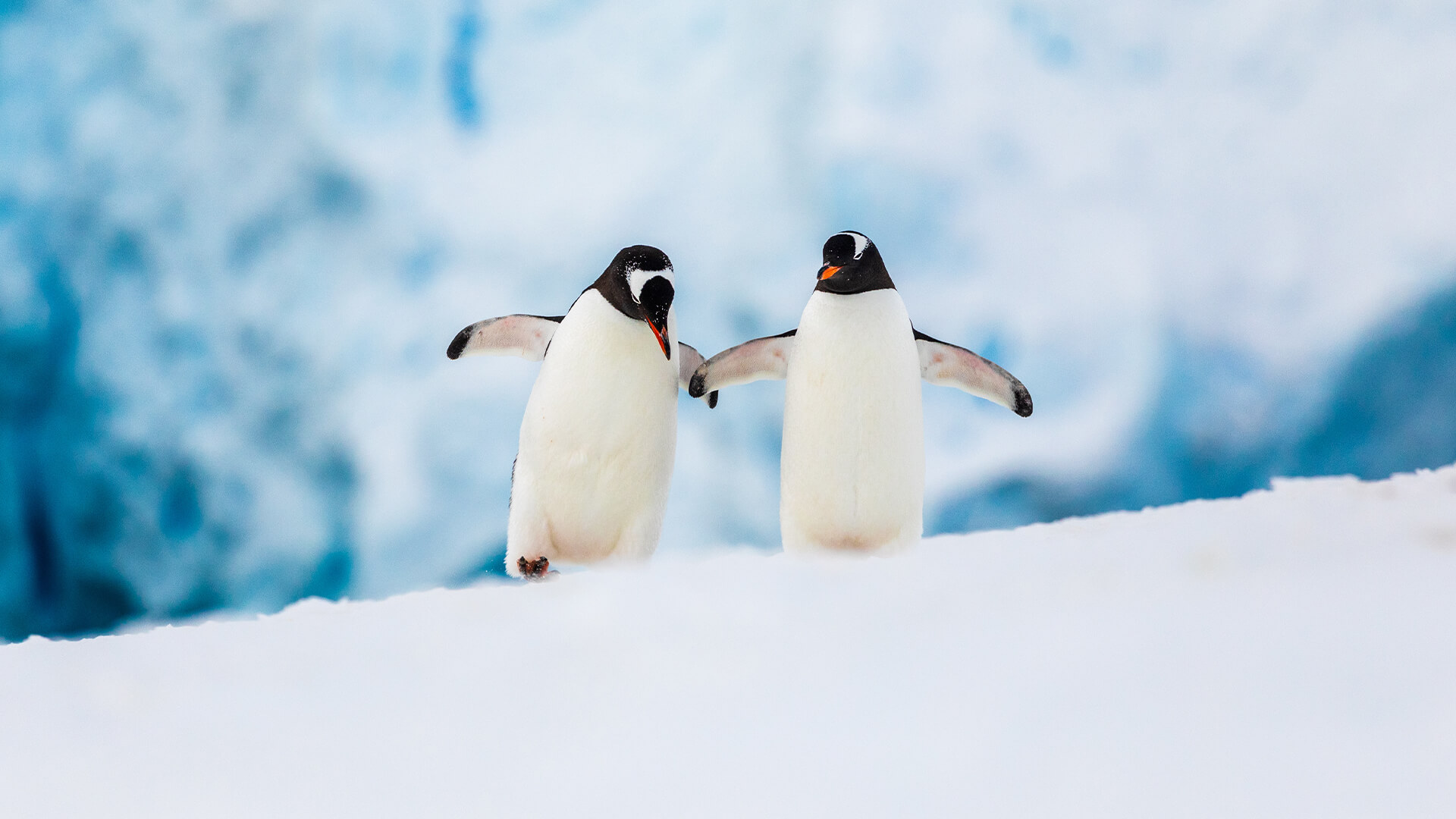 10-Night Ushuaia Roundtrip 11.21.27