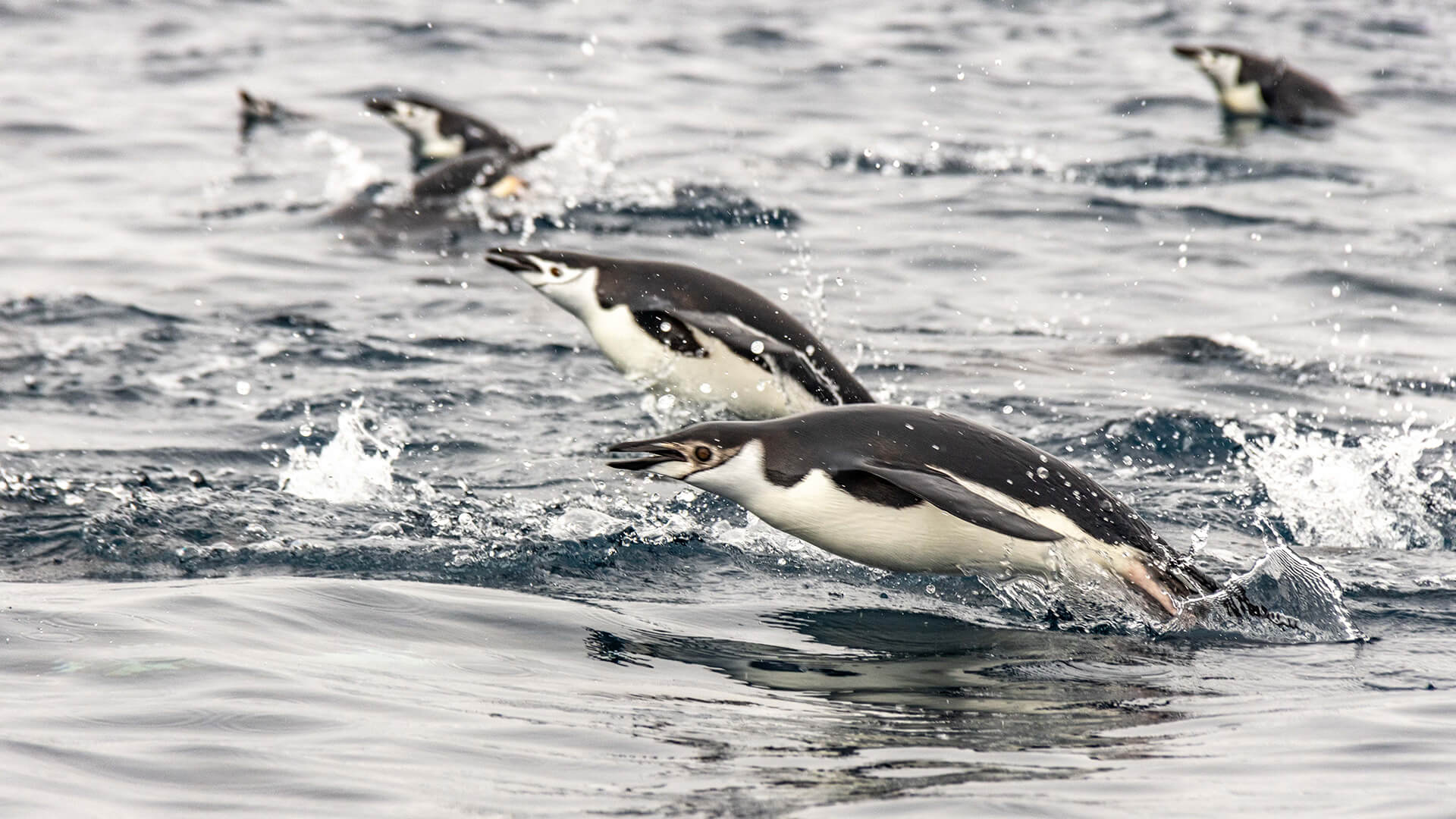 12-Night Ushuaia Roundtrip 12.1.27