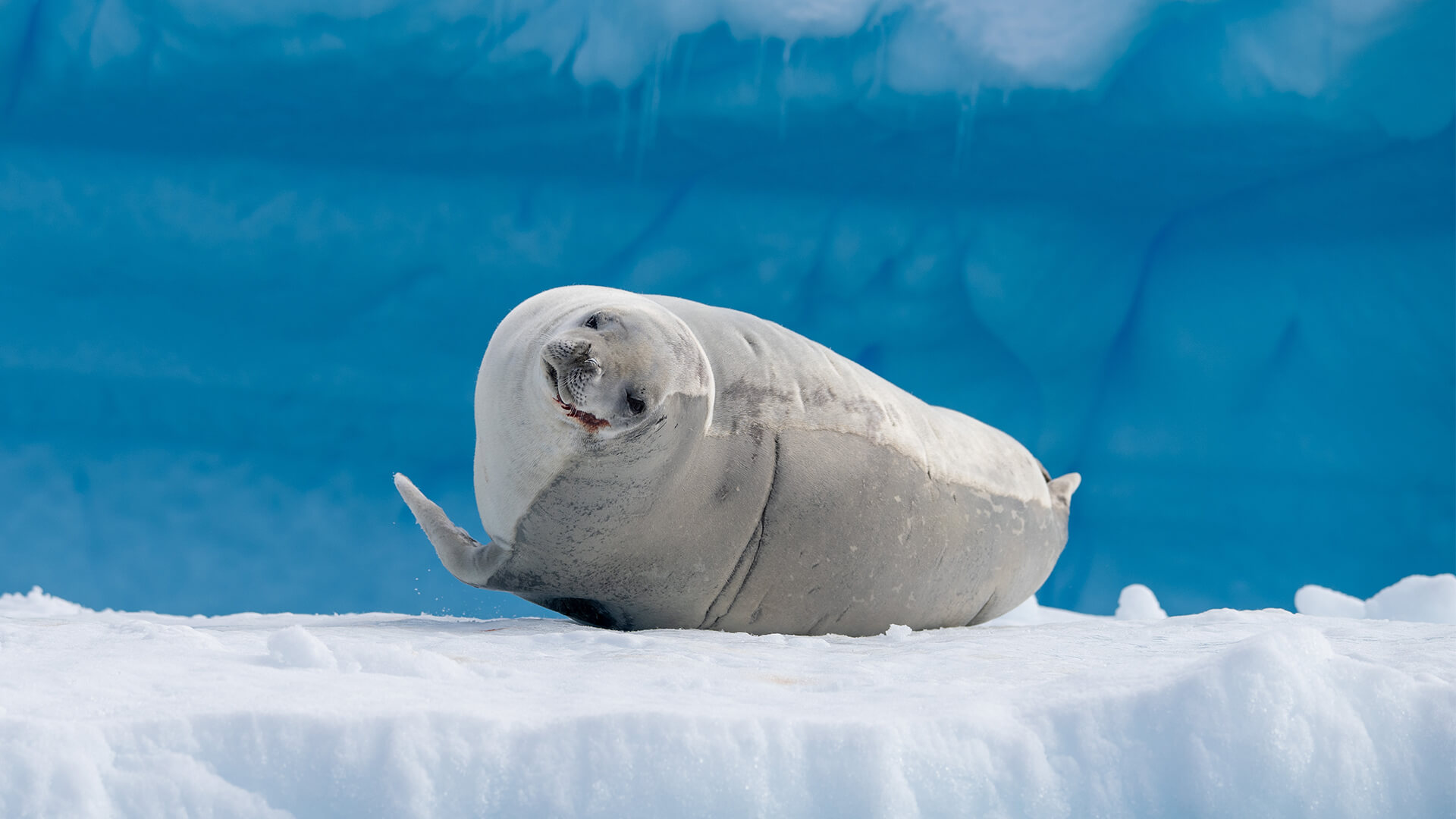 7–Night King George Island Roundtrip 12.5.27 7–Night King George Island Roundtrip 12.5.27