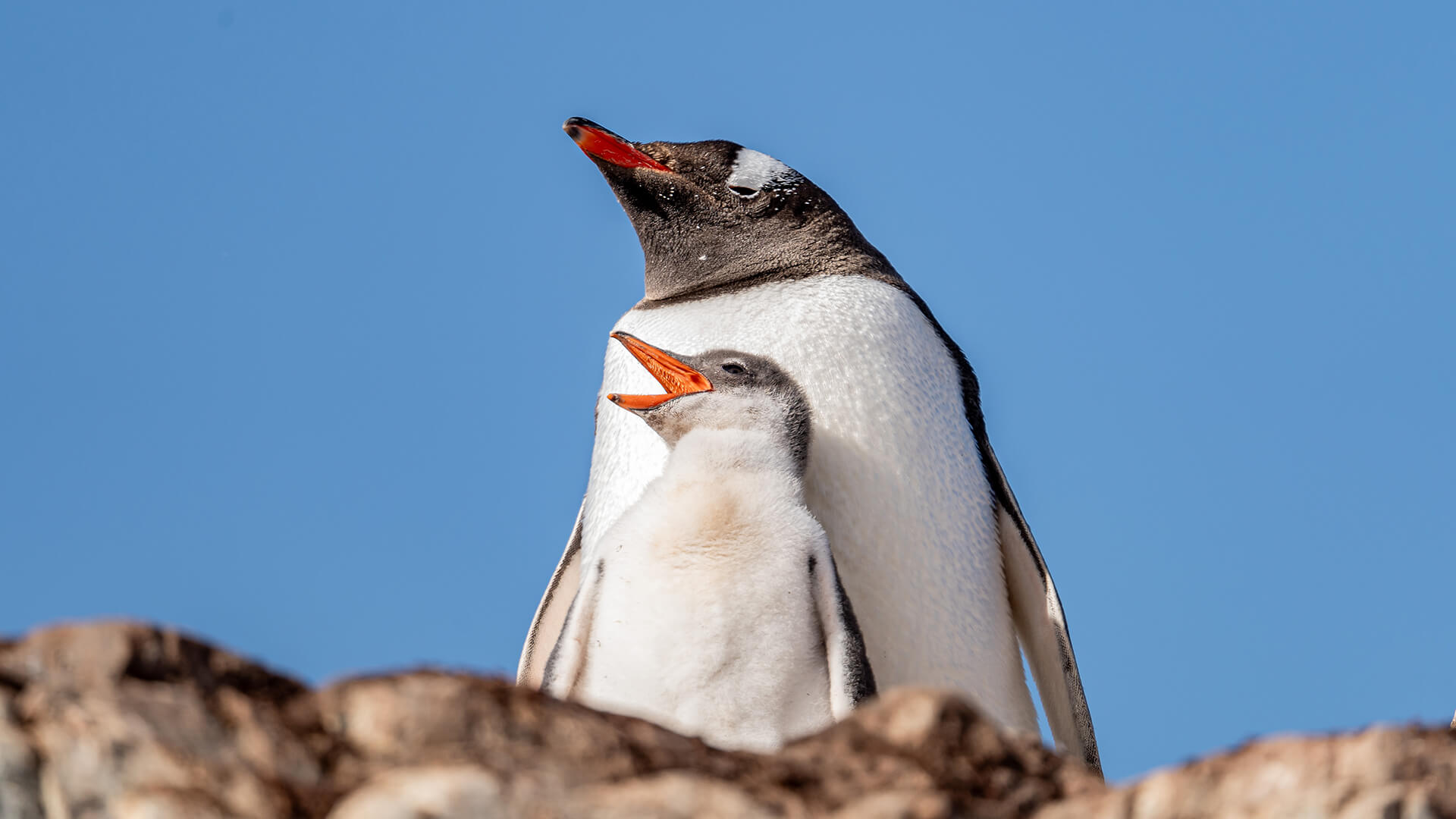 12-Night Ushuaia Roundtrip 2.3.28 12-Night Ushuaia Roundtrip 2.3.28