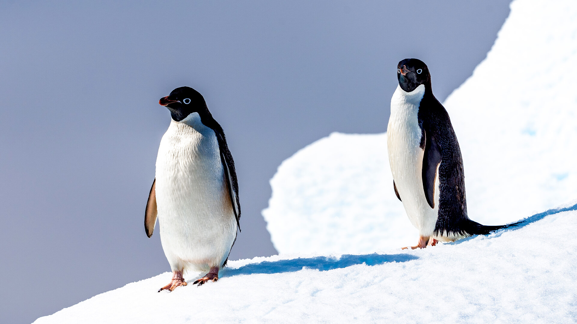 11-Night Ushuaia Roundtrip 2.24.28 11-Night Ushuaia Roundtrip 2.24.28