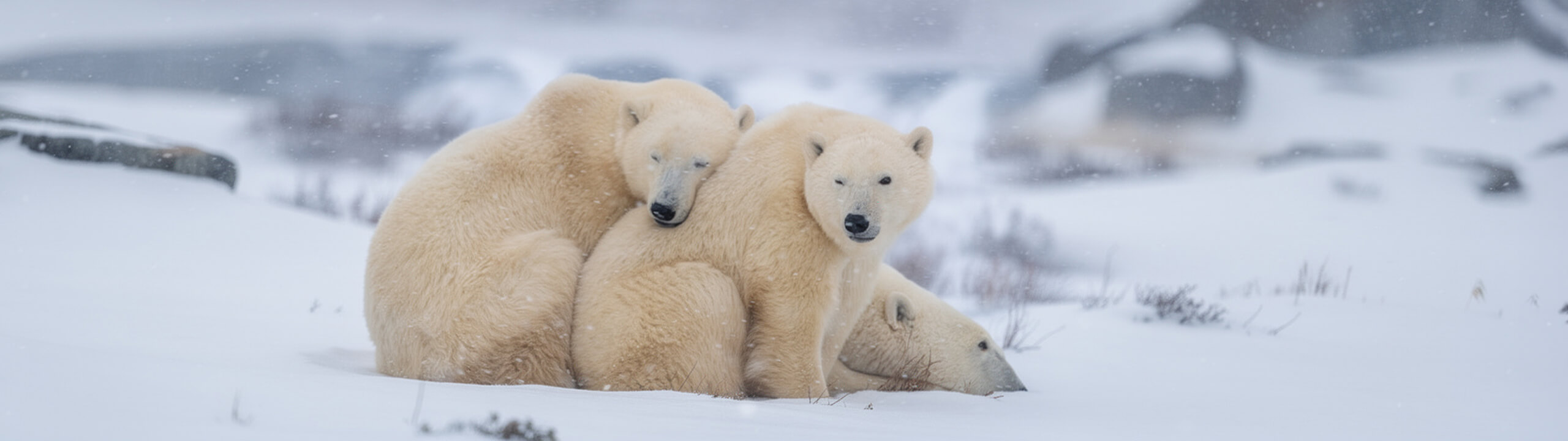 Atlas Ocean Voyages Unveils 2028 Arctic Expedition Season Across The High North