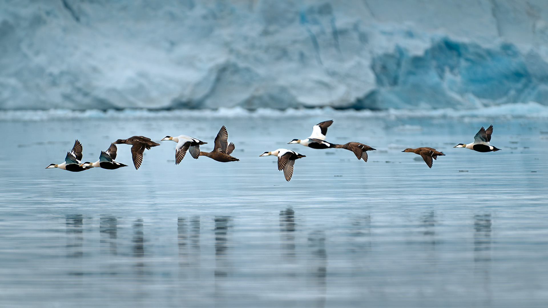 11-Night Reykjavik to Longyearbyen 6.22.28