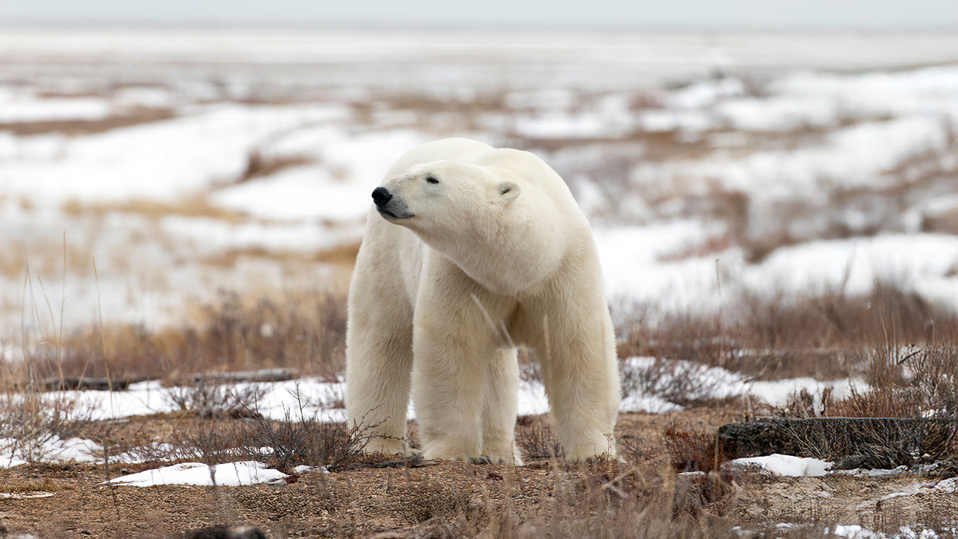 16-Night Nuuk to Churchill 7.29.28