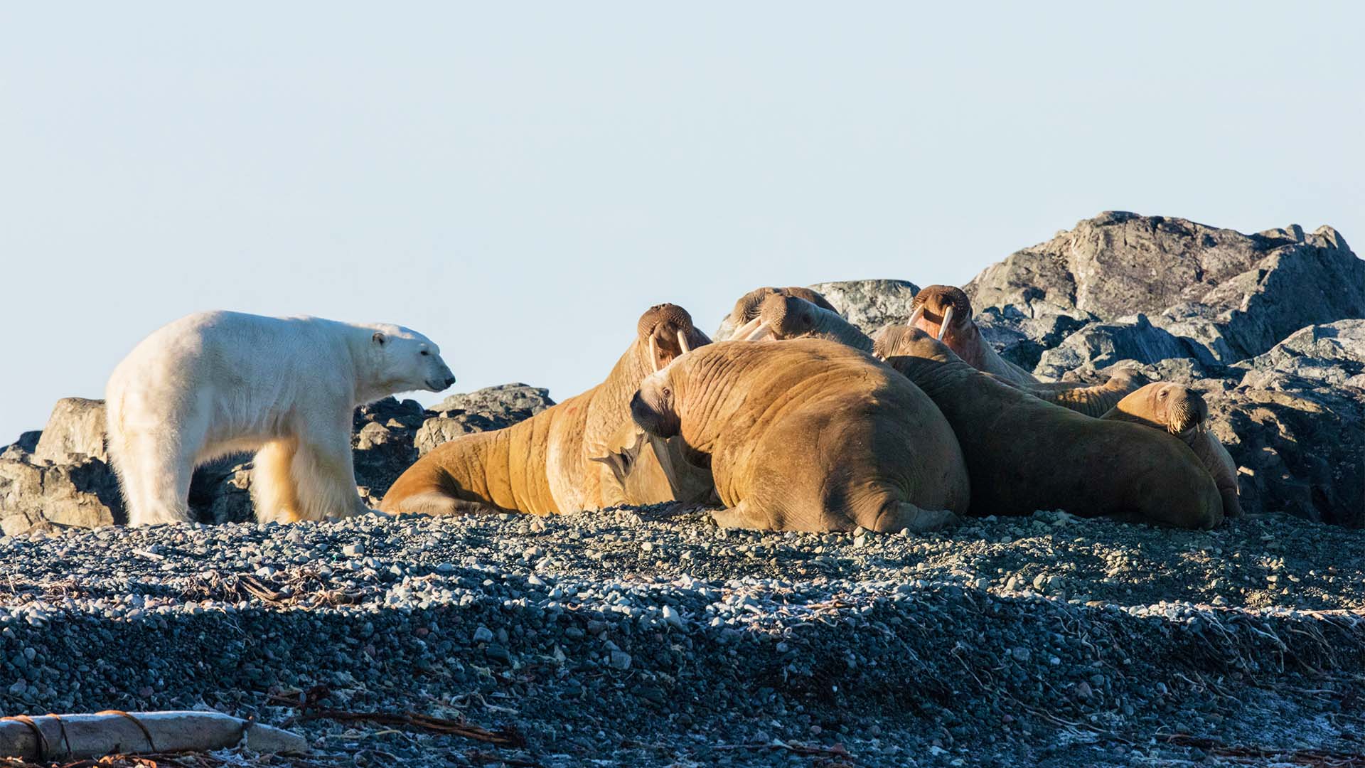 14-Night Churchill to Nuuk  8.14.28