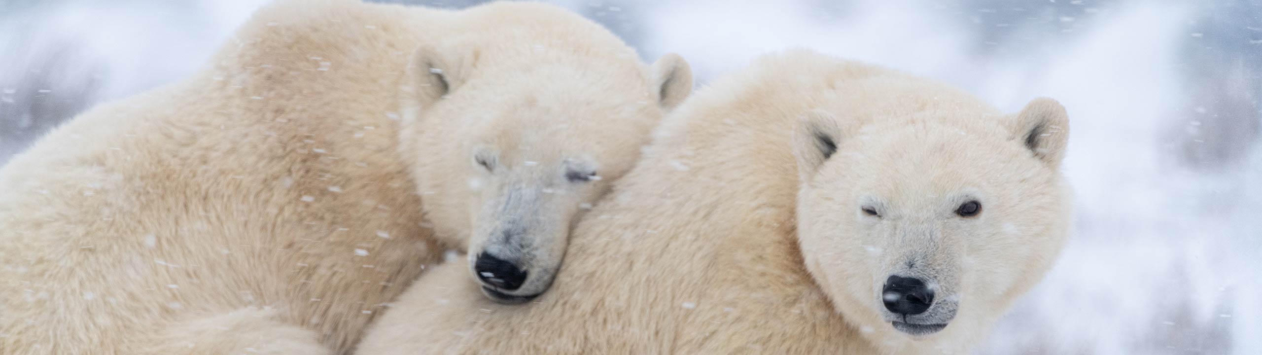 Atlas Ocean Voyages Unveils 2028 Arctic Expedition Season Across The High North