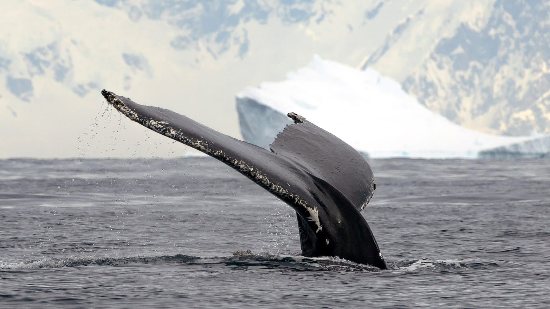 9-Night Ushuaia Roundtrip 11.16.28