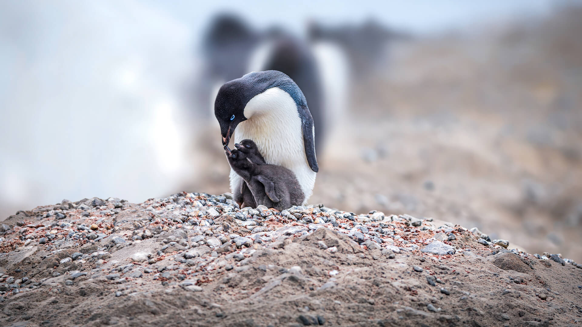 12-Night Ushuaia Roundtrip 1.25.29