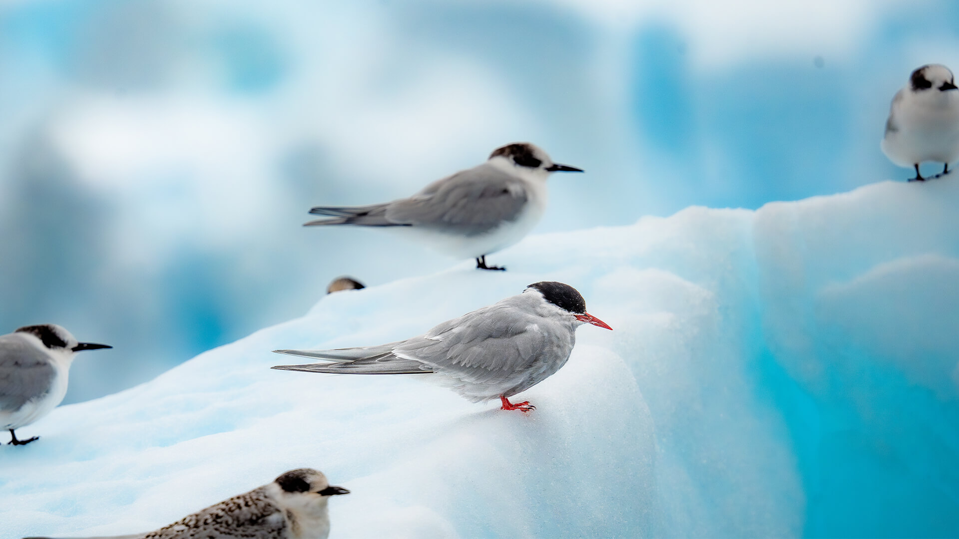 9-Night Ushuaia Roundtrip 2.14.29
