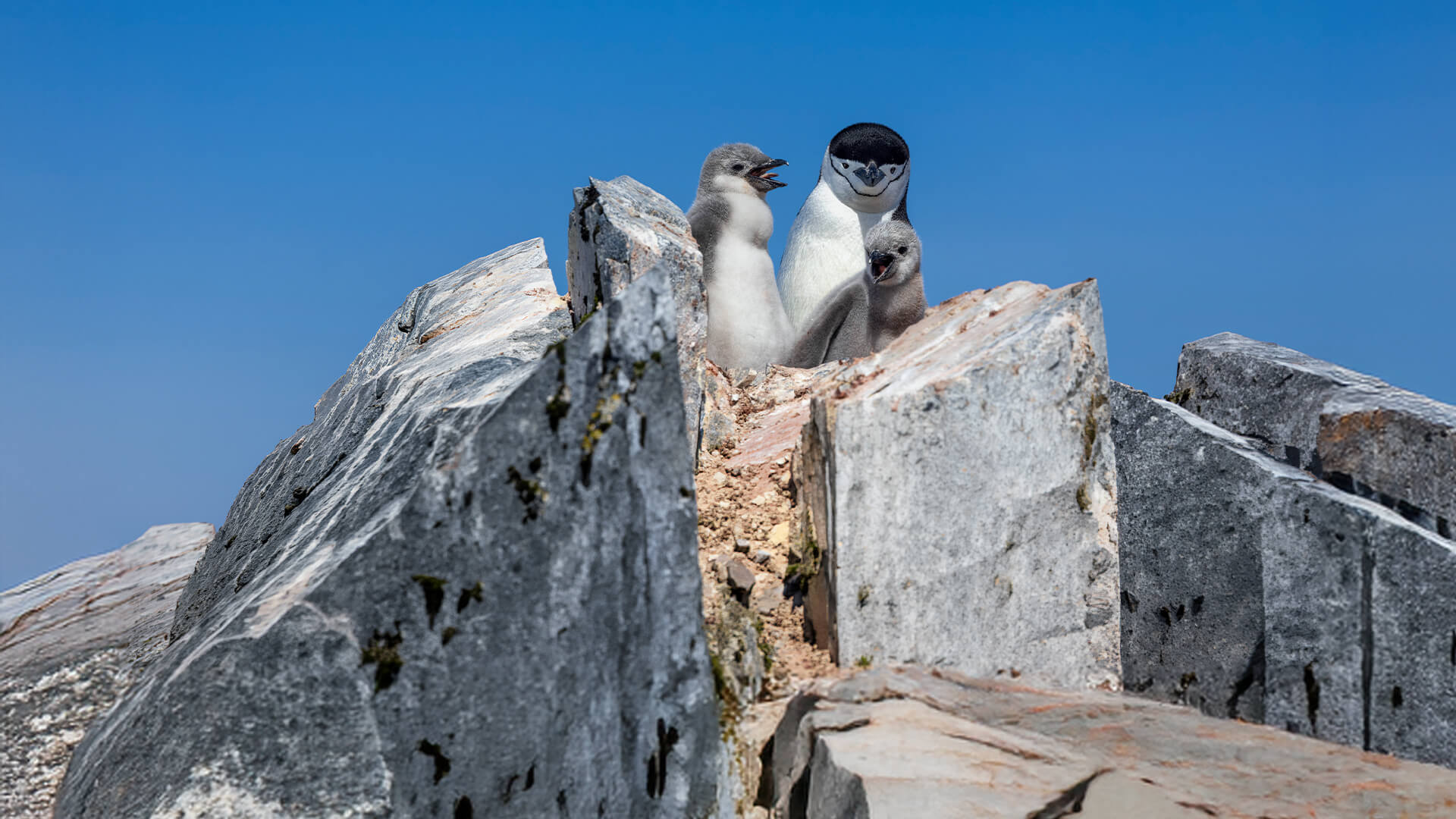 7-Night King George Island Roundtrip 2.15.29