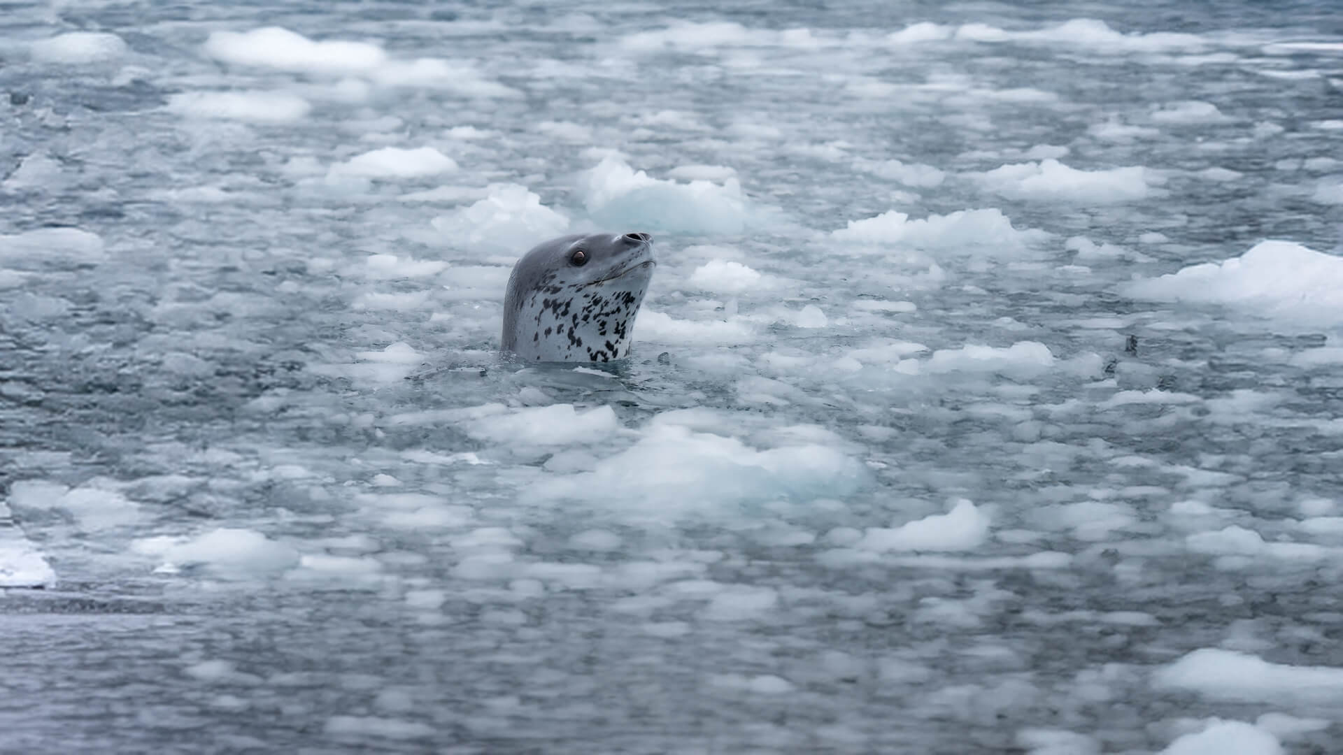 9-Night Ushuaia Roundtrip 3.13.29