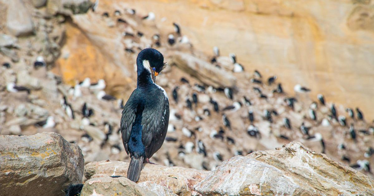 Falkland Islands Birdwatching: A Journey Into the South Atlantic