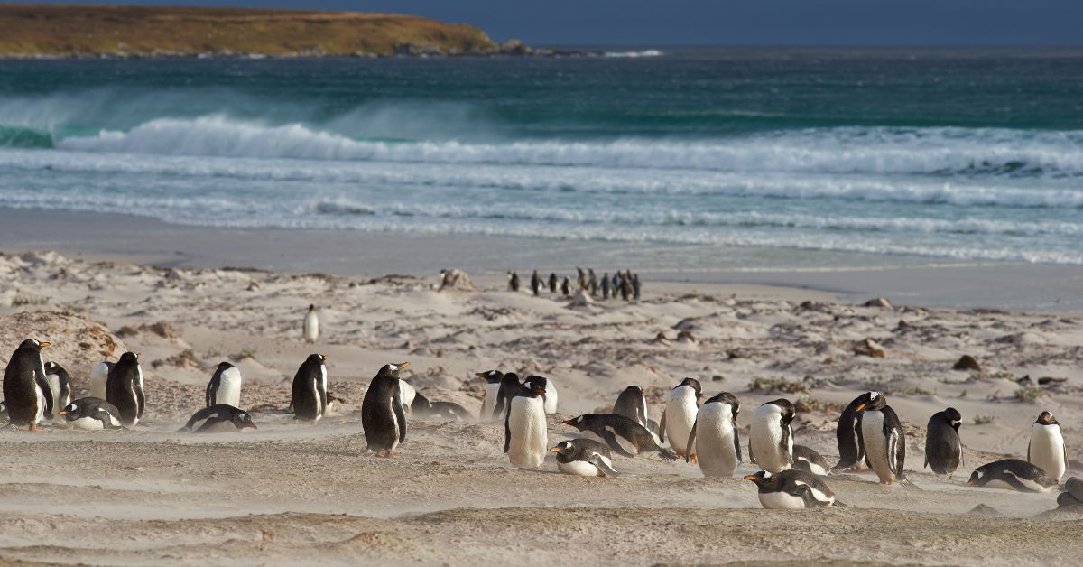 Falkland Islands Penguins: Wildlife Encounters on a Polar Cruise