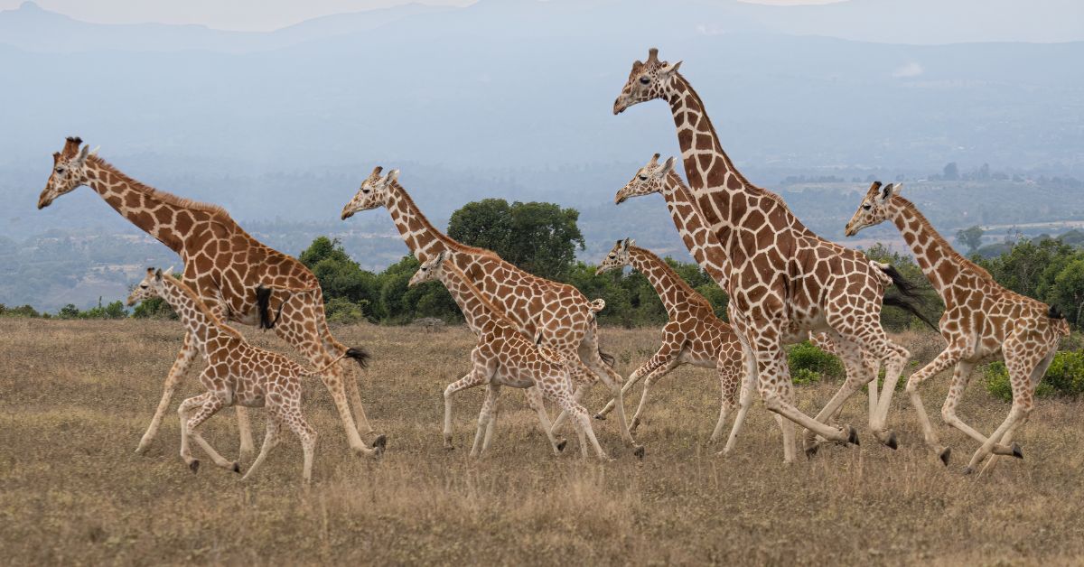 Africa Safari Encounters by Coastal Waters