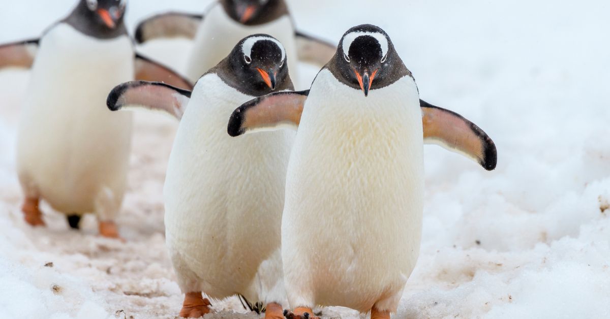 The Penguin Breeding Season in Antarctica, Month by Month